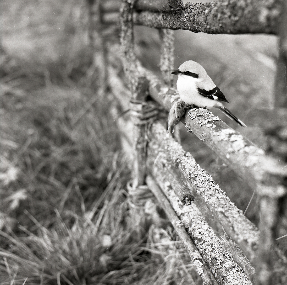 En varfågel sitter på ett staket, 1968.