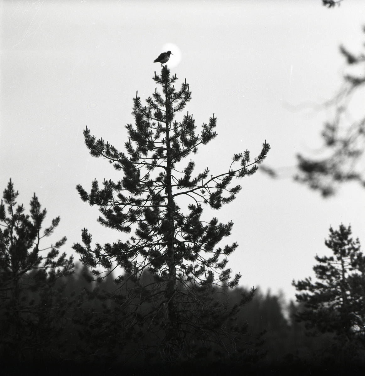 En grönbena sitter i talltopp vid Forneby, 18 juni 1956.