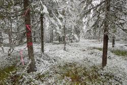 Vindkraftutbygging på Finnskogen. Bygging av Kjølberget vind