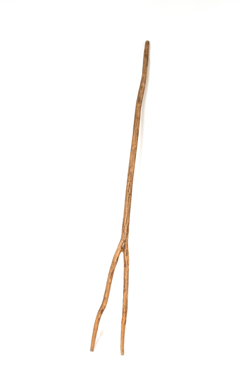 Högaffel av naturväxt grenklyka med skaft och två gaffelspetsar.