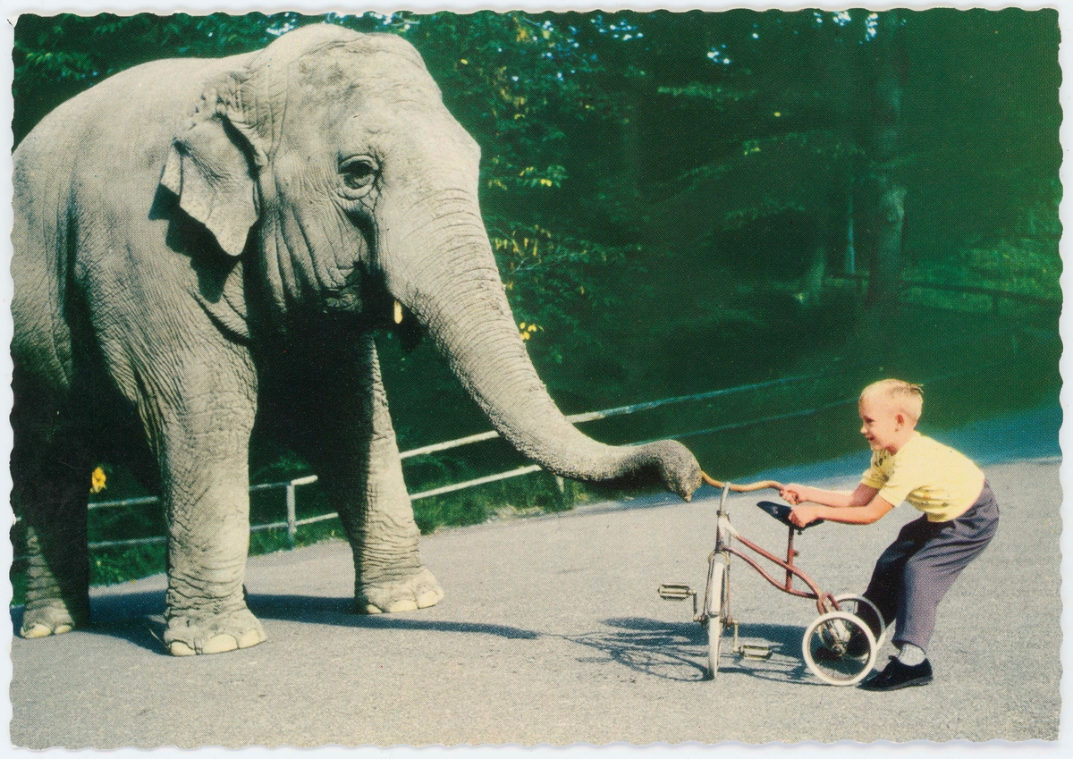 Vykort med motiv från Skansen. "Elefanten Bambina är lekfull" Elefant i dragkamp med en pojke om en trehjuling.