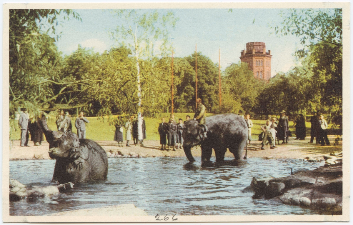 Vykort med motiv från Skansen. "Elefanterna bada."