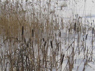 Foto av dunkjevle i vinterbakgrunn. Foto/Photo
