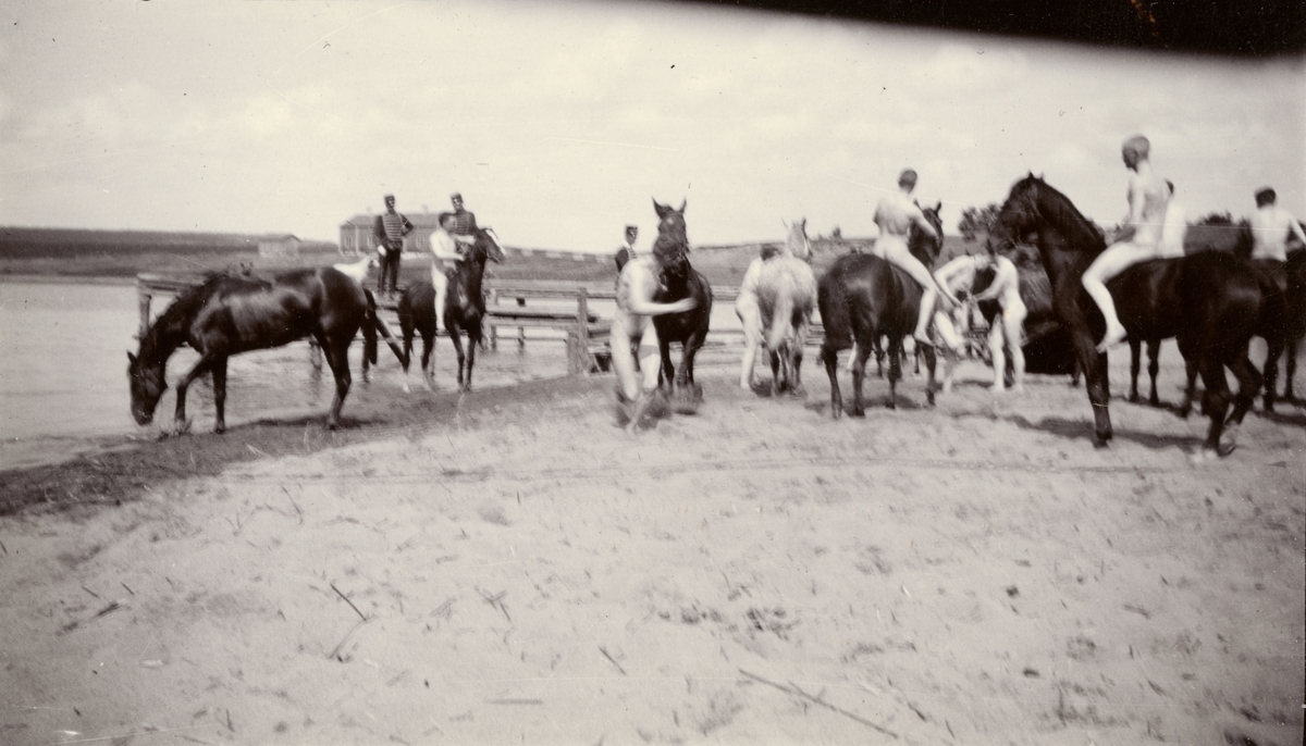 Kavalleriskolan badar hästar vid Stöckesjön.