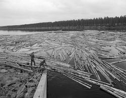 Påstikking av tømmer i Løpsjødammen i elva Søndre Rena, 5-6 