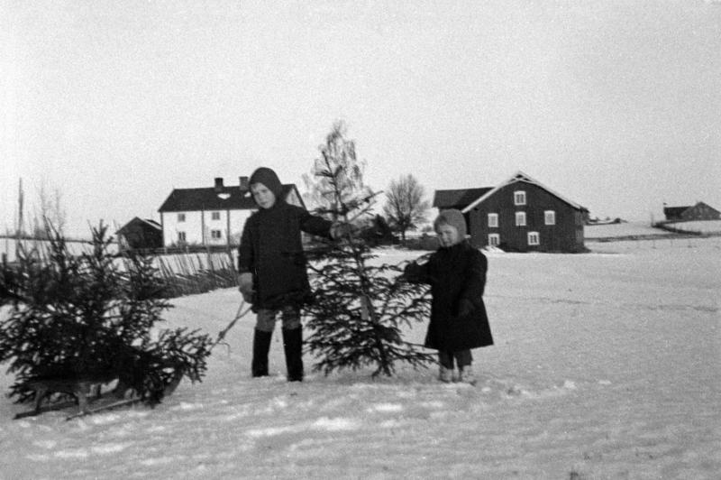 Svart-hvitt fotografi av to barn som står i snøen og har hentet juletrær. Det ligger et tre på bakken ved siden av dem, og så holder de ett tre mellom seg. I bakgrunnen ses et hvitt gårdshus og en låve.