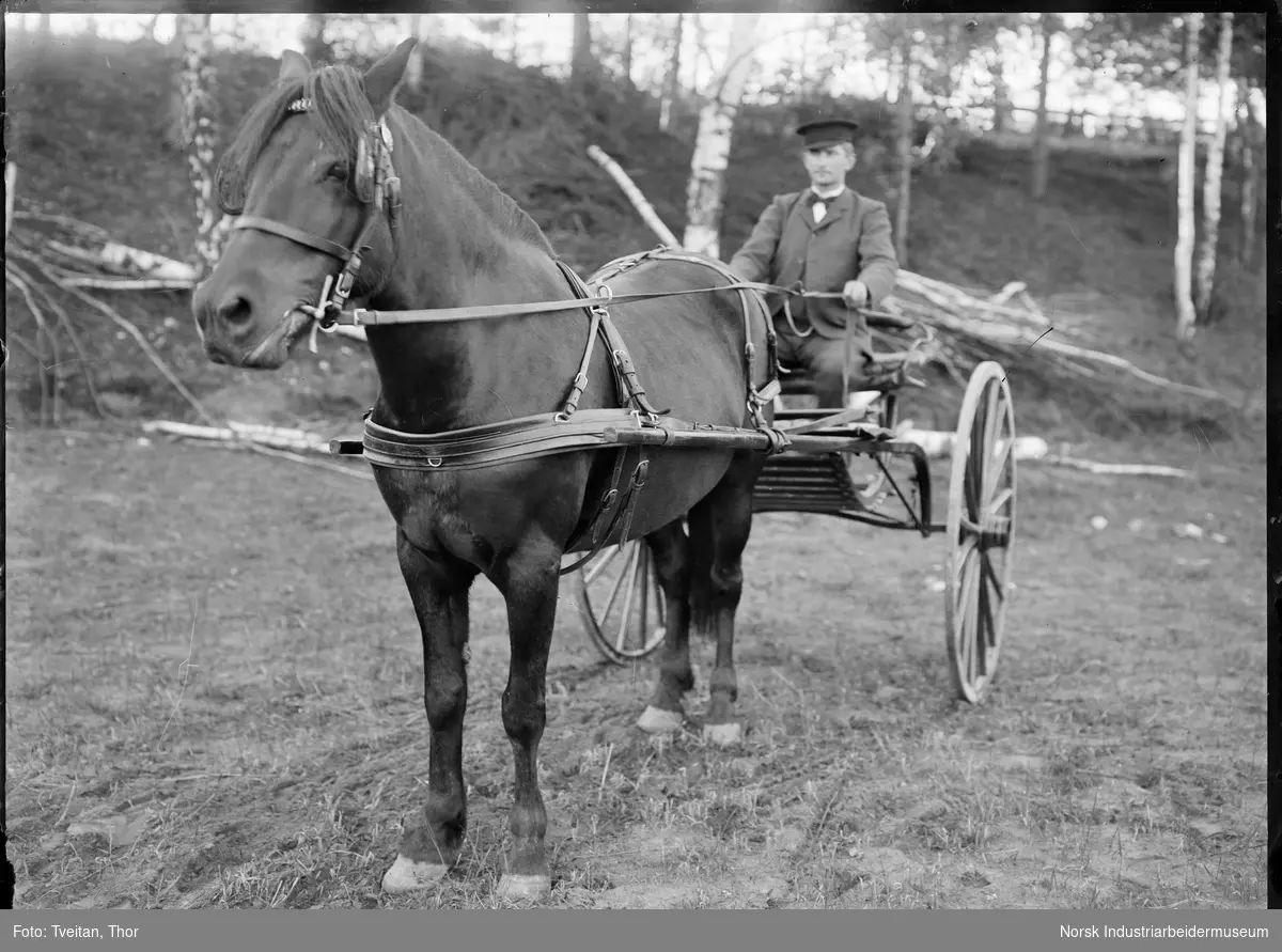 Man sittende i vogn (muligens en såkalt gig) trukket av hest med seletøy.