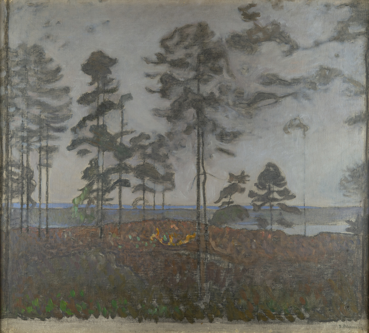 Skogsparti dominerat av höga tallar, Värmland.