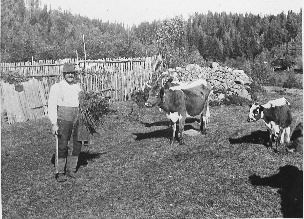 Olaf Vatnås med et granbar-ris. Kyr på tunet på Vatnås. Ca. 1935-40.
