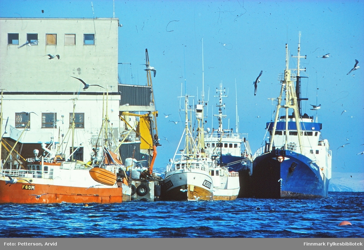 Fiskeflåte ved kai i Havøysund i april 1983. Den blå båten er ex Sultuna som hvalbåt, bygd om til snurper og fikk navnet Garpeskjær, den var mange år i kystvakten. Senere fikk den navnet Tromsbas der den fortsatt er i drift som krabbebåt.