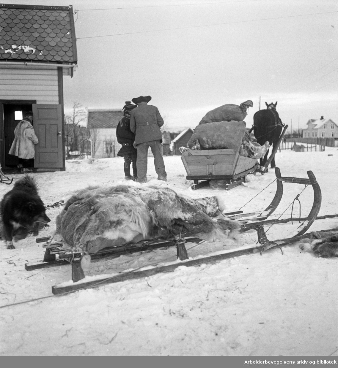 Reinkjøttet kjøres vekk fra vårmarkedet i Bossekop, 1939.