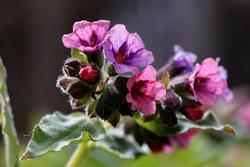 Lungeurt er en blomst med et fargestoff som bytter farge med PH-verdien, derfor kan den ha både rødlige og blålige blomster.