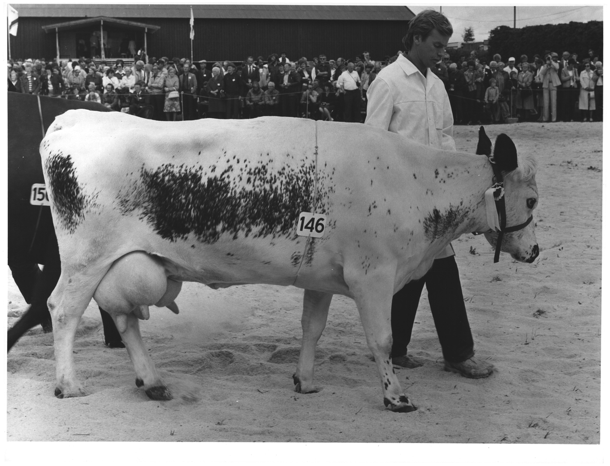 NML 100 år. Hamar. Ku 146 hos Odd Langen, Røros. B. Trøndelag representerer Sidet Trønder - og Norlandsfe. S. 40, øverst. 50 %. 22 cic. 18 cic