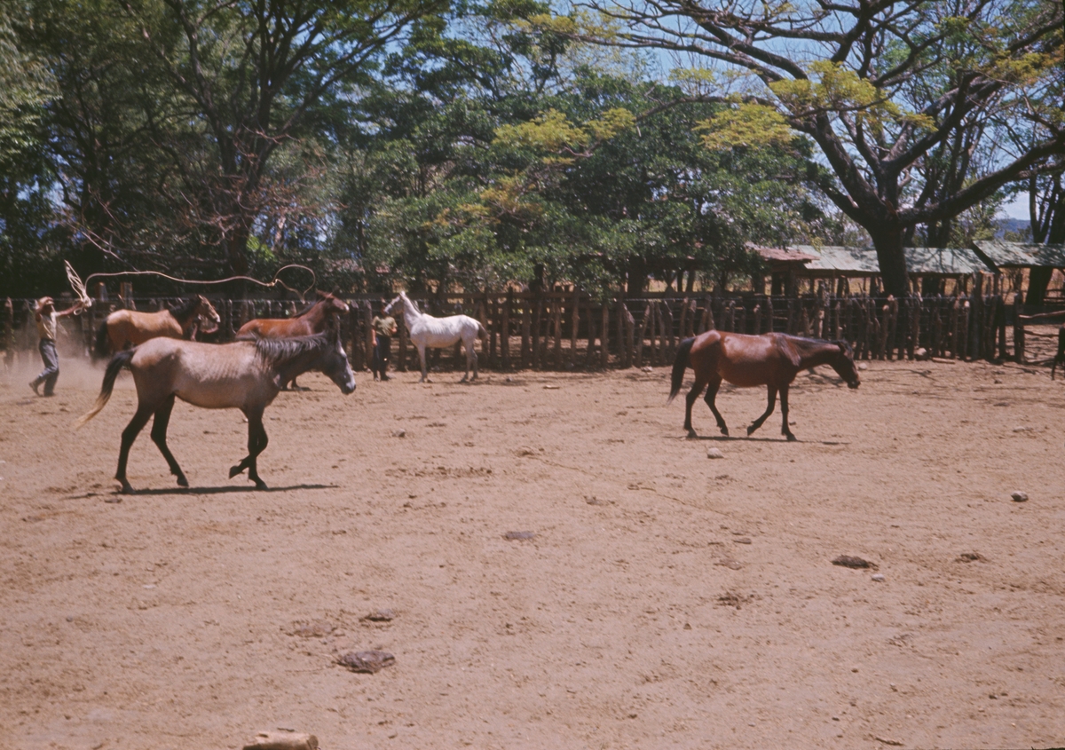 ”Våra” hästar infångas
