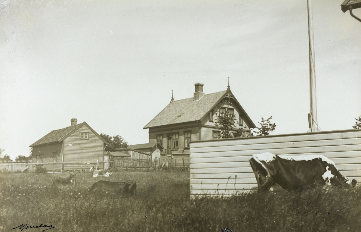 Parti fra Sørhaug sett mot nord, ca. 1915.