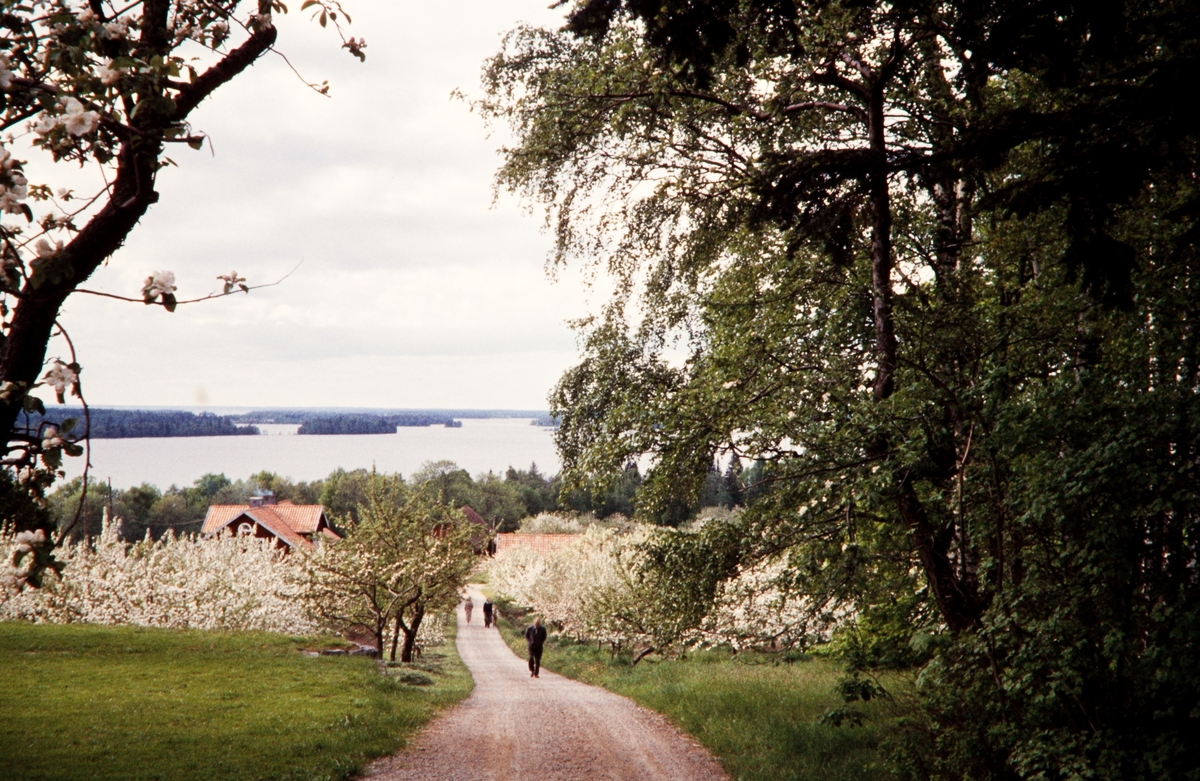 Äppelodling vid Kurrebo. Sånnahult, Urshult. 1958.
