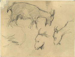 Geiter [Tegning]