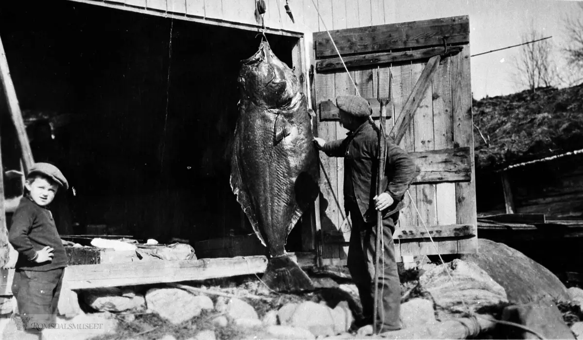 Bildet er tatt ca. 1934 foran Sjøgardsnaustet i Eidsvåg. Kveita skulle være ca. 130 kg, og ble vistnok solgt til en fiskehandler Oslo. .Fangstredskapet var harpun (Se i Joachims venstre hånd).