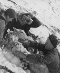 Saueberging i Vistdal februar 1966.