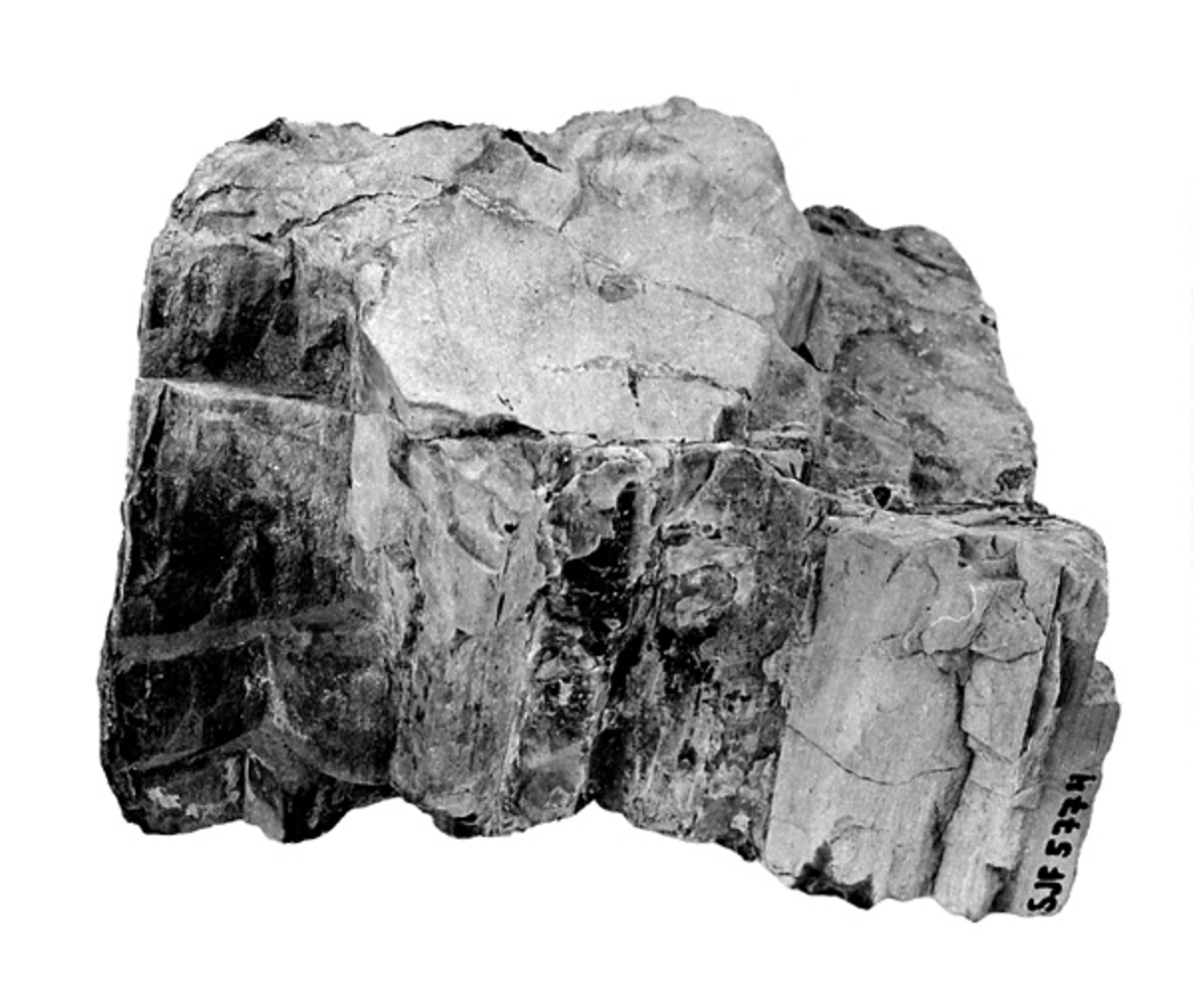 Det fossile treet har en gråbrun farge. Treet stammer fra jura-tida og er blitt forkislet. Det er ca. 190 millioner år gammelt.  Det er funnet på Kong Karls land sommeren 1979.  Se brev fra giveren i korrespondansepermen for innkomne gjenstander. 
