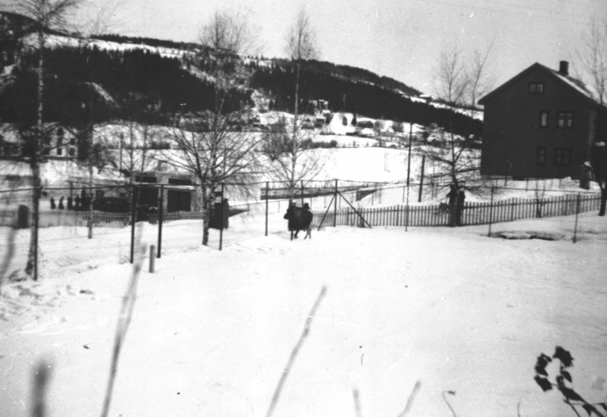 Elg ved tennisbanen til doktor Einar Lundby, Kongsvegen, Brumunddal, vinter.