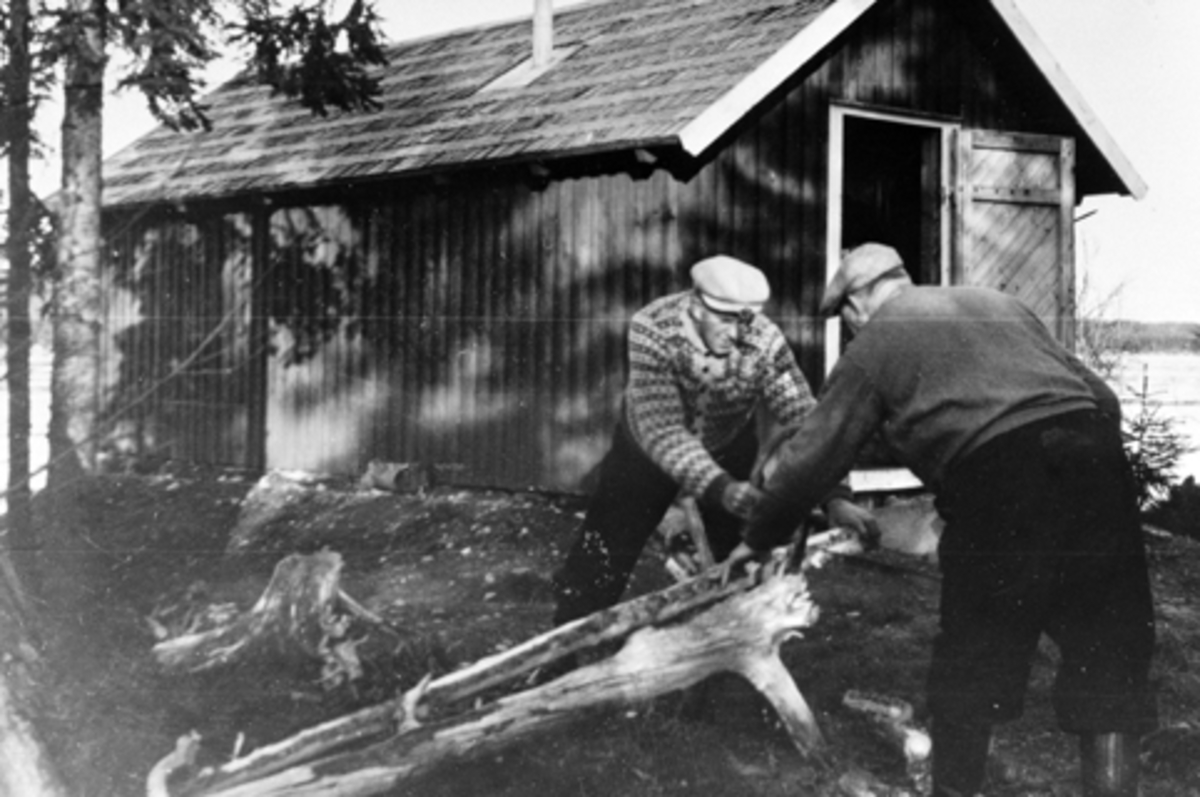 2 menn sager ved av tyrirot foran hytte ved Brumundsjøen, Furnes Almenning. Peder Taasaasen og Einar Kristiansen.