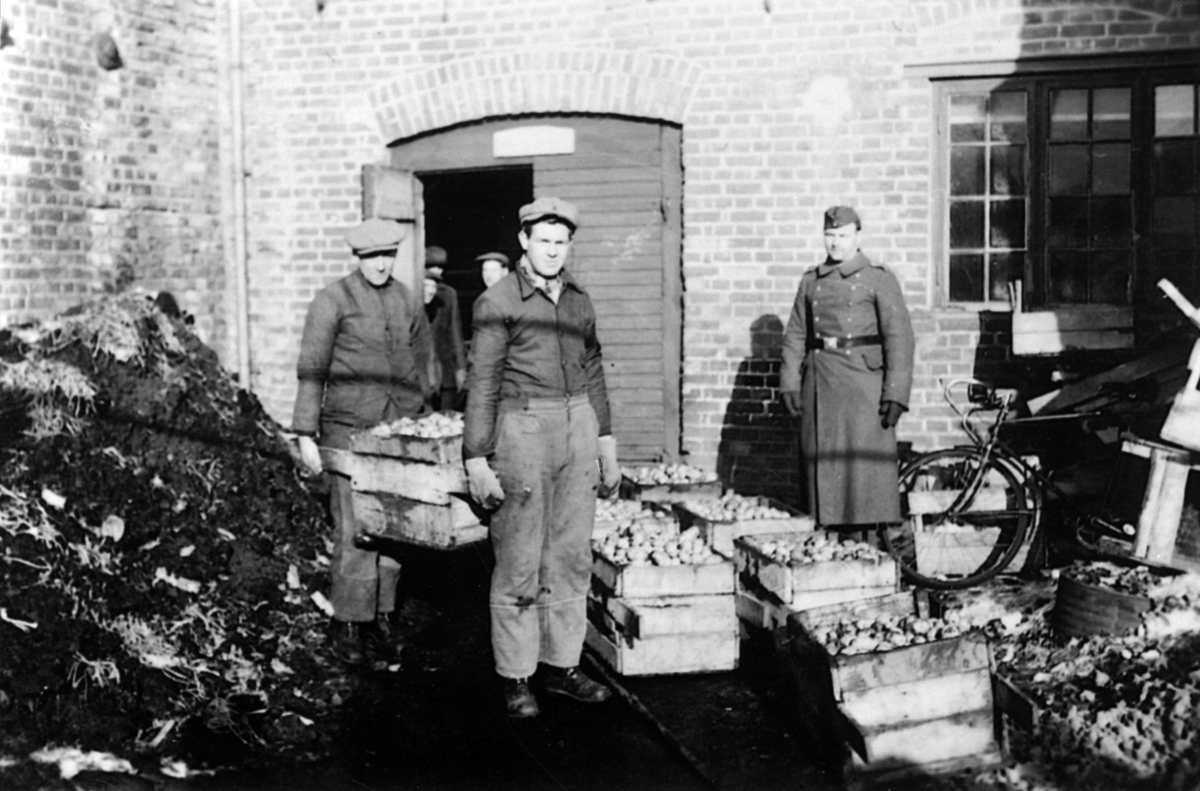 Strand Brænderi, Moelv. Poteter som skal sendes til østfronten i Russland. Foran fra venstre er Einar Simensen og Toralf Ødegård. Ukjent tysk soldat. 1943-44