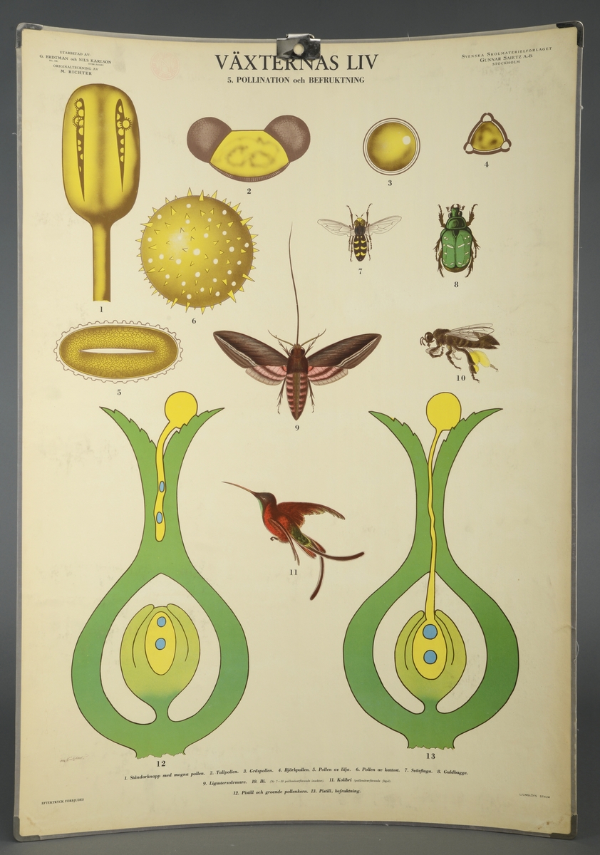 Vekstenes liv, befruktning og pollinering. Kolibri, gullbille, flue, bie og svermer.