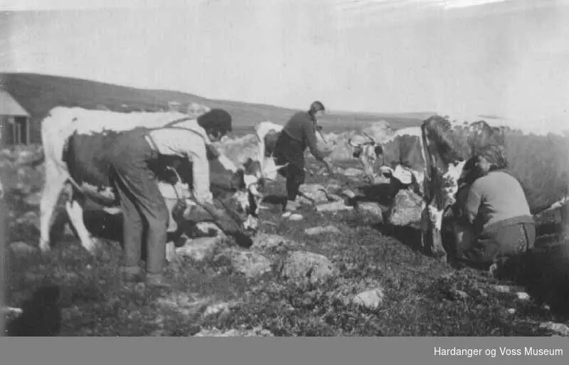 Gruppe, kvinner, kyr, på fjellet. Støling på Nybu i Bjoreidalen