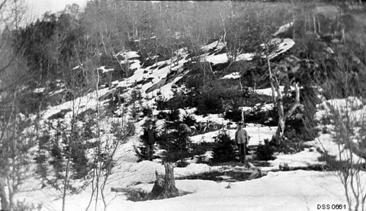 Nitten år gammel plantefelt med grantrær i Beiarn statsskoger i Salten i Nordland fylke.  Fotografiet er tatt om våren, før all snøen var feltet.  Vi ser mot en bakkeskråning der det sto en del ensaldrete grantrær.  Dette skal ha vært en del av et cirka 40 dekar stort plantefelt, som antakelig ble etablert i 1890-åra.  En mannsskikkelse ved siden av ei av granene tyder på at trærne i løpet av nitten år hadde nådd om lag mannshøyde.

På den stalige skogetatens kartotekkort for dette motivet er det notert følgende informasjon:

«Fra Beiarn statsskoger.  En del av et ca. 40 mål stort, med alminnelig gran beplantet felt i Tyvålien (omtr. 140 m.o.h.) - ca. 19 år gammelt, gjennomgående vellykket; nu trær på 8 al. høide, 2 2/3" brh. diam., toppskudd på 1/2 m.»