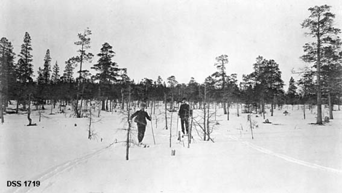 Vinteropptak fra snødekt myr med furutrær.  I forgrunnen er det en del mindre trær som er uttørkete, angivelig på grunn av elgegnag.  To mannlige skiløpere betrakter elgskadene. 