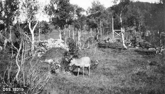To opptak av hjort i innhegning på Songli jaktklubbs eiendom i Orkdal.  Begge opptakene er gjort på omtrent samme sted i et grasbevokst landskap med spredte bjørketrær og einerbusker.  Innhegningen er lagd av ståltrådnetting på høye stolper.  En hjort er med på hvert av bildene. 