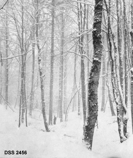 Bøkeskog i vinterdrakt.  Tåkeopptak.  En mann står ved en høy, rank stamme langt inne i bestandet. 