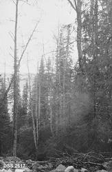 "Bjerkhageli Statsskog:  Or og Gran."