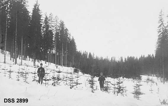 Skoglandskap fra Ringsaker prestegardsskog.  To skigående skogfunksjonærer ved edelgran- og balsamgranplanting fra 1905 i forgrunnen, 25-årig foryngelsesfelt bakenfor, vel 80-årig norsk granskog på sidene. 