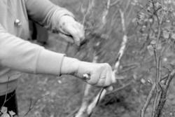 Paula Fjellheim fra Feragen kutter bjørkeris som skal legges