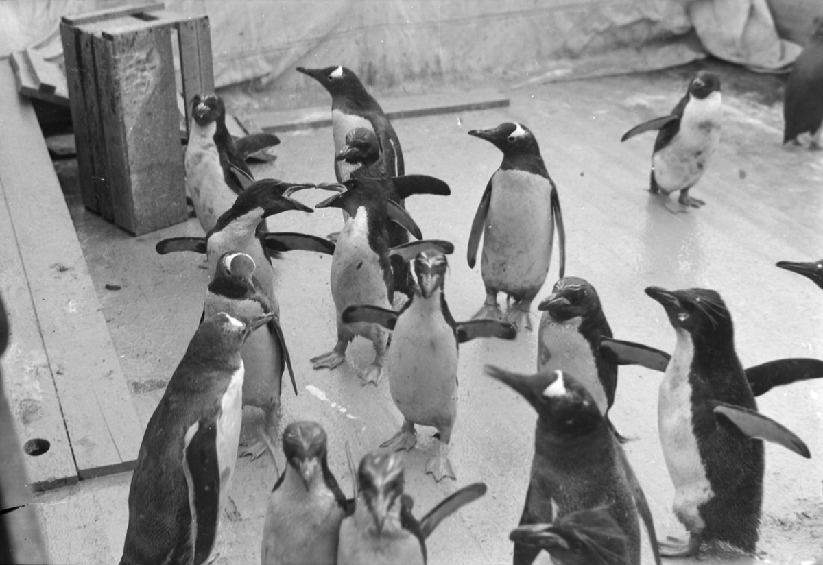 Pingviner i Trondheim