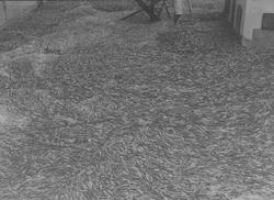 Storsildfiske - Fosnavåg Sildoljefabrikk