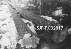 To uvanlig digre, rettvokste furustokker som er kvistet og f