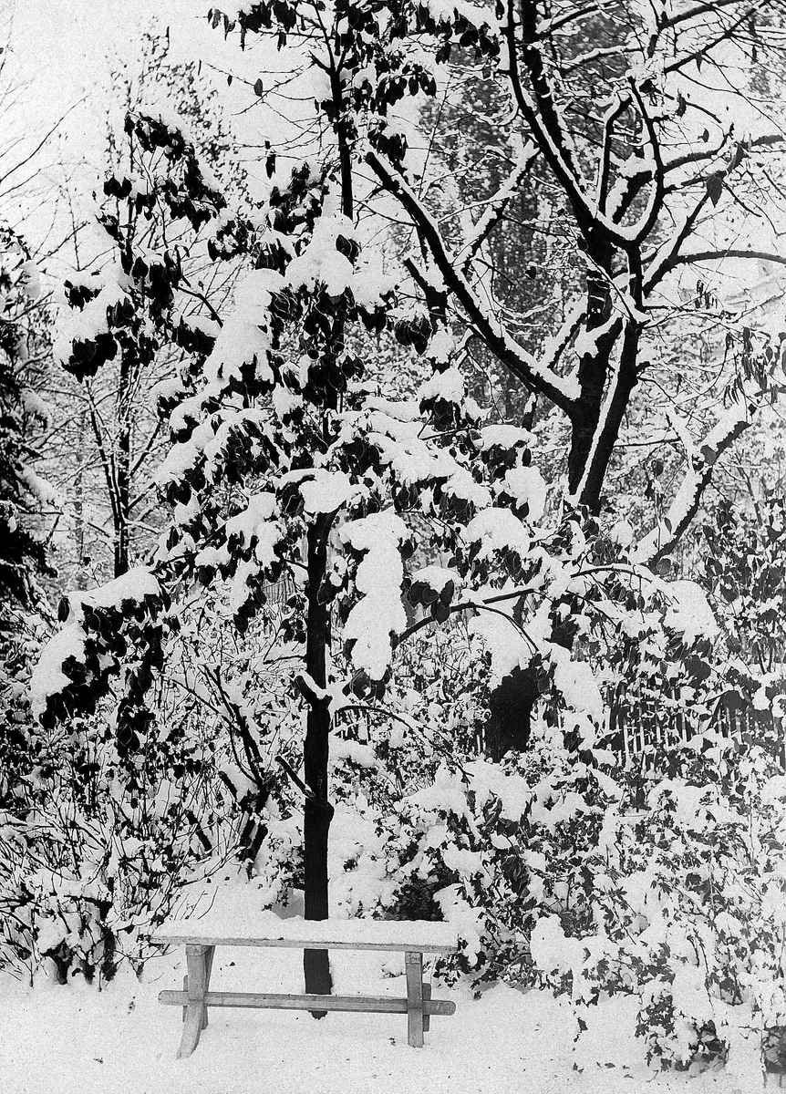 Hage med benk vinterstid, ukjent sted.
Serie tatt av Robert Collett (1842-1913), amatørfotograf og professor i zoologi. 