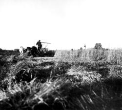 Kornskurd med selvbinder