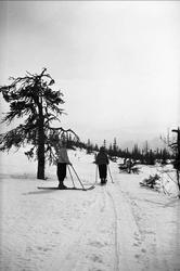Vintermotiv. Skiløpere på tur i nærheten av Ligardshaug 1942