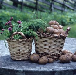 To kurver med dill og poteter. Illustrasjonsbilde for Bonytt