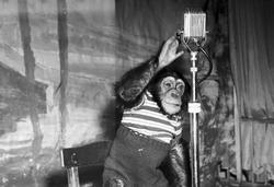 Serie. To påkledde aper. Fotografert mai 1961.