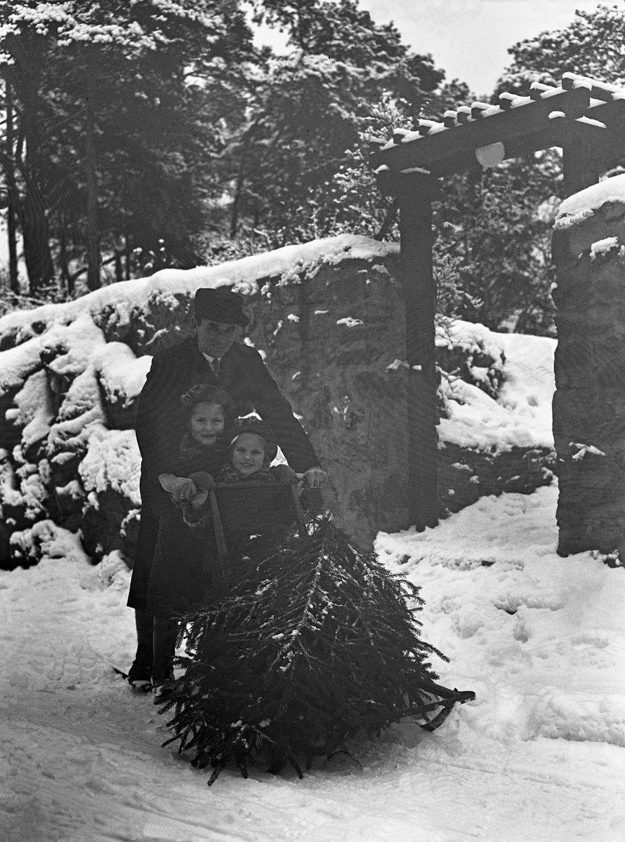 Fritjof Arentz med granbar på spark sammen med sine døtre Siri og Guri. Fotografert 1935.