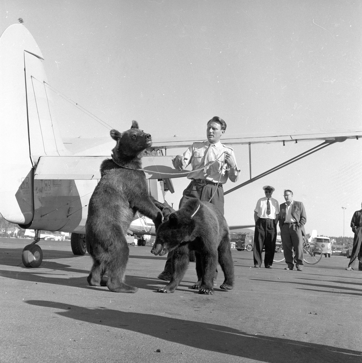 To bjørner sammen med Snorre Kjetilson ved et fly av typen Norseman på Fornebu, antakelig. Flyselskapet Fjellfly var lokalisert i Skien.