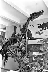Fra Tøyen, Oslo juni 1968. Skjelett av dinosaurus på utstill