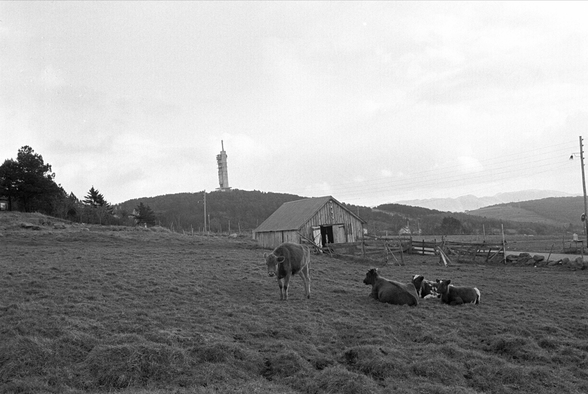 Fra Stavanger november 1967. Landlig idyll med et radio/TV tårn i bakgrunnen.