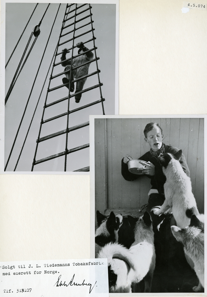 Fotomontasje, to fotografier kjøpt av Tiedemann. En sjømann som klatrer i en rigg og en ung mann som mater grønlandshunder.