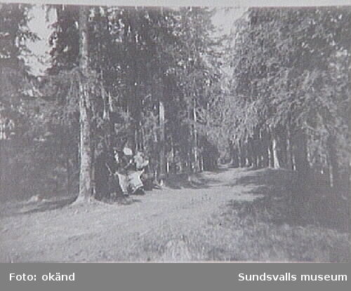 Gustaf Braathen på skogspromenad vid Hovid.